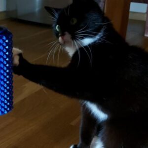 Valjak igračka za mačku