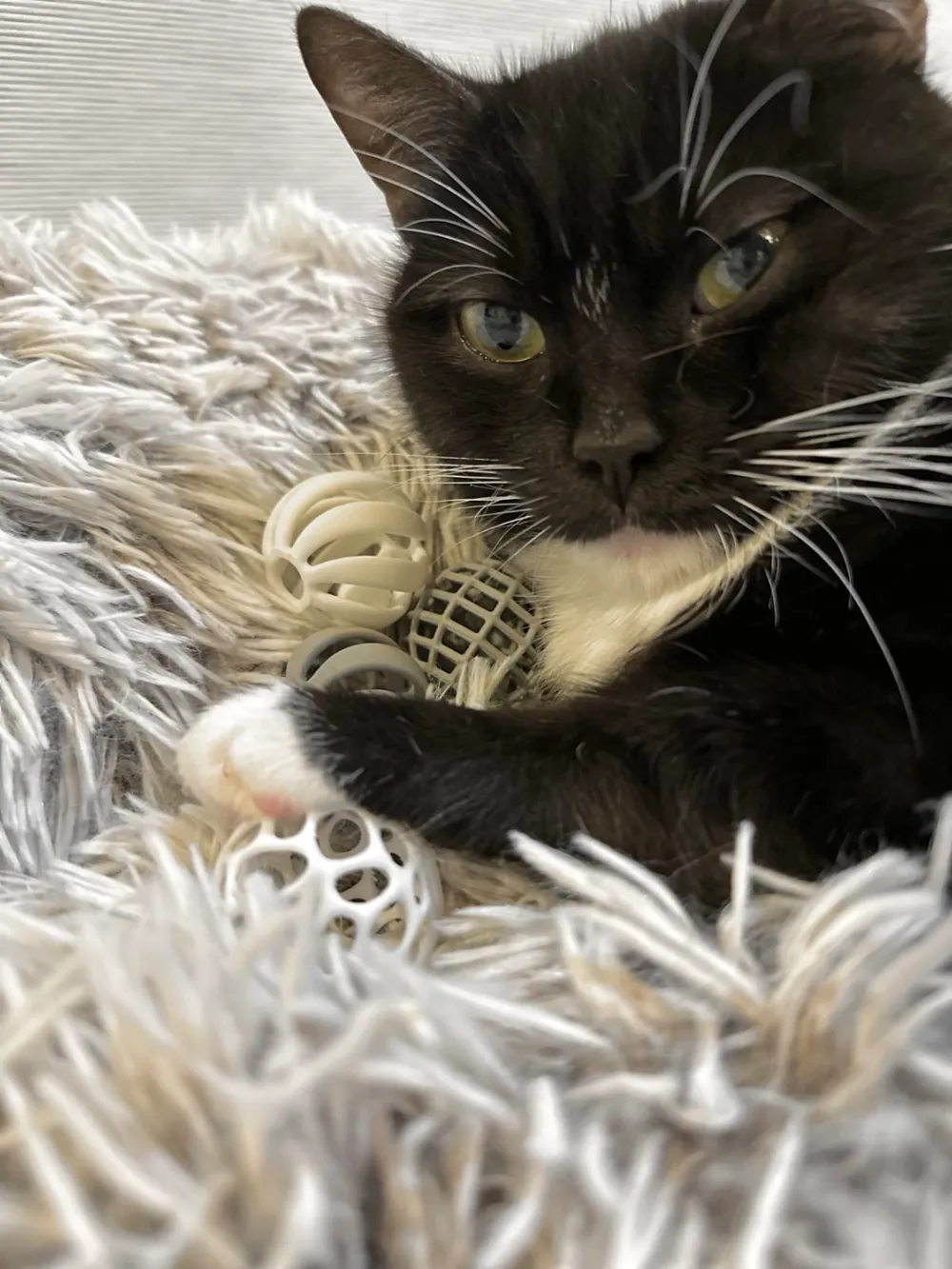 Loptice igračke za kućne ljubimce - Slika 3