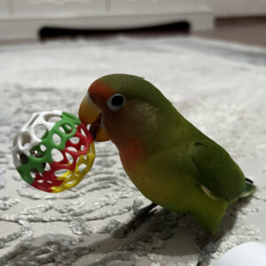 Alternative view of Loptice igračke za kućne ljubimce