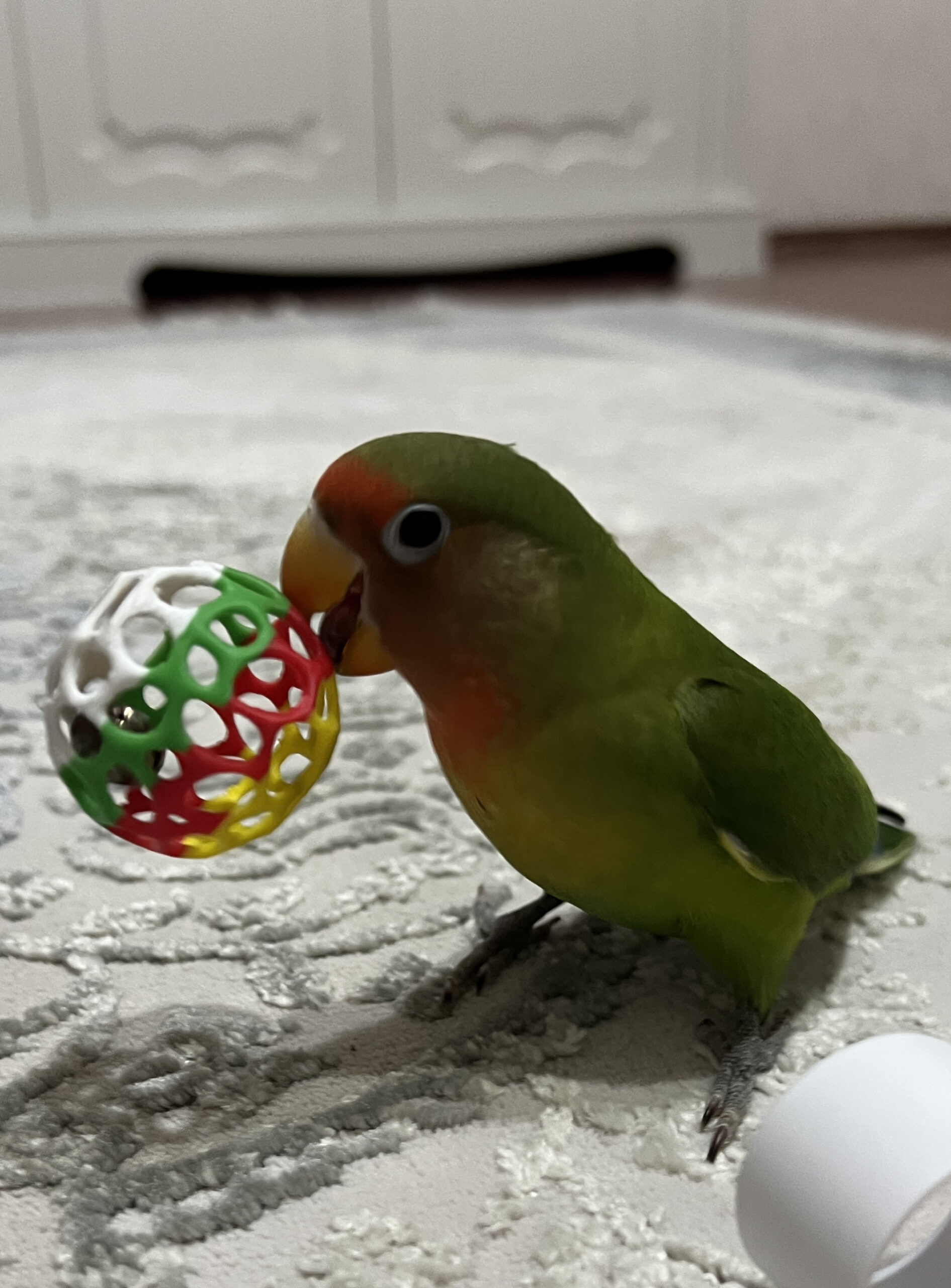 Loptice igračke za kućne ljubimce - Slika 2